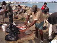 Cleaning fish on the shore